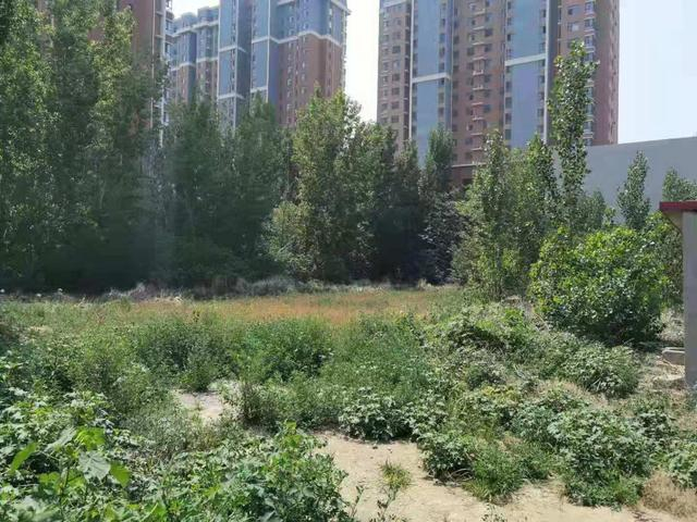 角头村已经荒废的耕地。 受访者供图