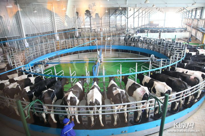 全自动转盘式挤奶。