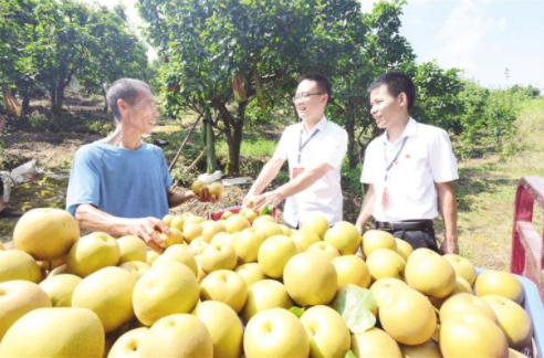 黔东南州锦屏县坚持巡视巡察上下联动，聚焦侵害群众利益的不正之风和腐败问题、民生领域、生态环保等方面开展政治巡察。图为该县巡察干部到三合村金秋梨种植基地了解情况。（杨函祥 摄）