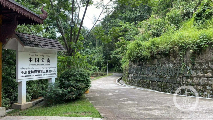 ▲位于云南西双版纳野象谷内的亚洲象种源繁育及救助中心。摄影/上游新闻记者 胡磊