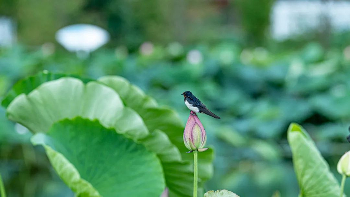 澄江市融媒体中心供图。杨洪龙 耿梓榕 摄