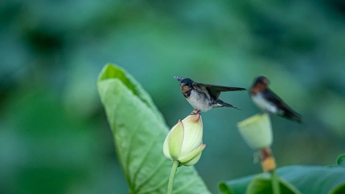 澄江市融媒体中心供图。杨洪龙 耿梓榕 摄