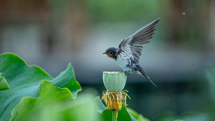 澄江市融媒体中心供图。杨洪龙 耿梓榕 摄
