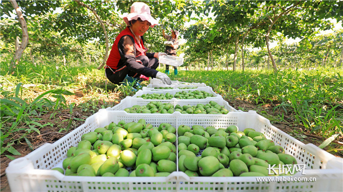工人正在分拣软枣猕猴桃。张永新 摄