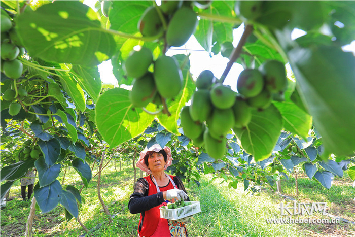 工人正在采摘软枣猕猴桃。张永新 摄