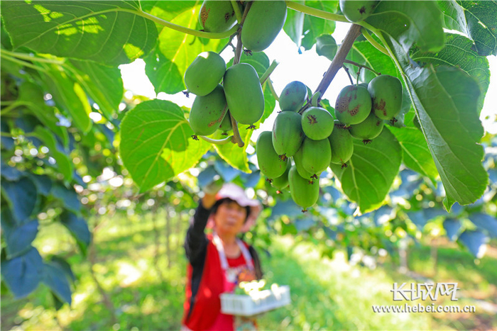 工人正在采摘软枣猕猴桃。张永新 摄
