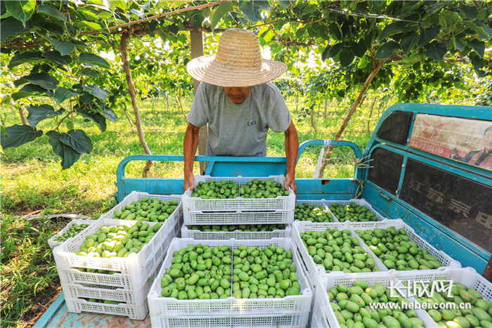 工人正在搬运软枣猕猴桃。张永新 摄