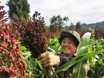 高粱丰收，百姓增收。