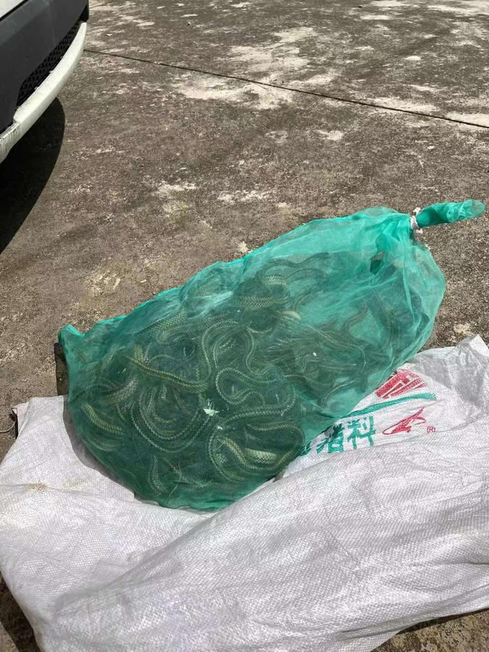  非法狩猎的50条乌梢蛇