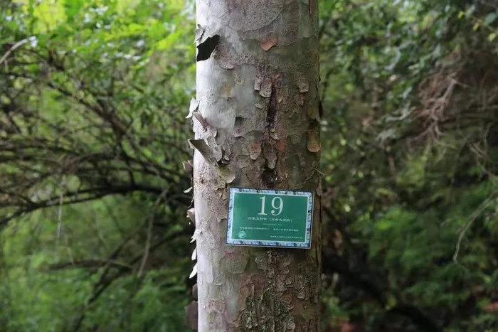 △编上号、挂上牌的巧家五针松（资料图）