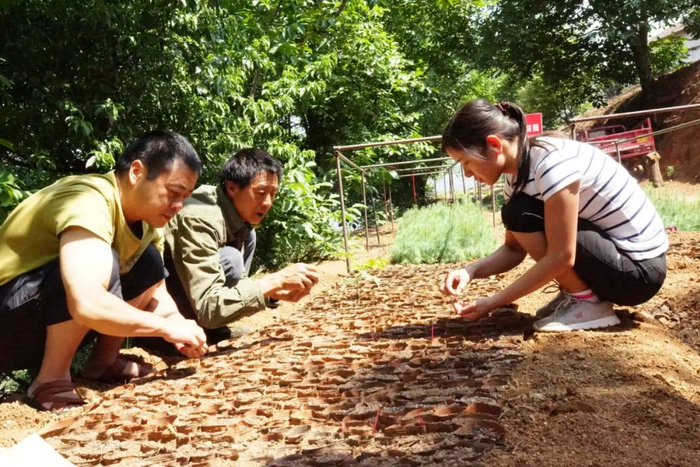 △工作人员为巧家五针松育苗播种（资料图）