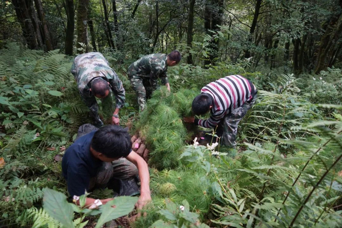 △工作人员在运送巧家五针松种苗（资料图）