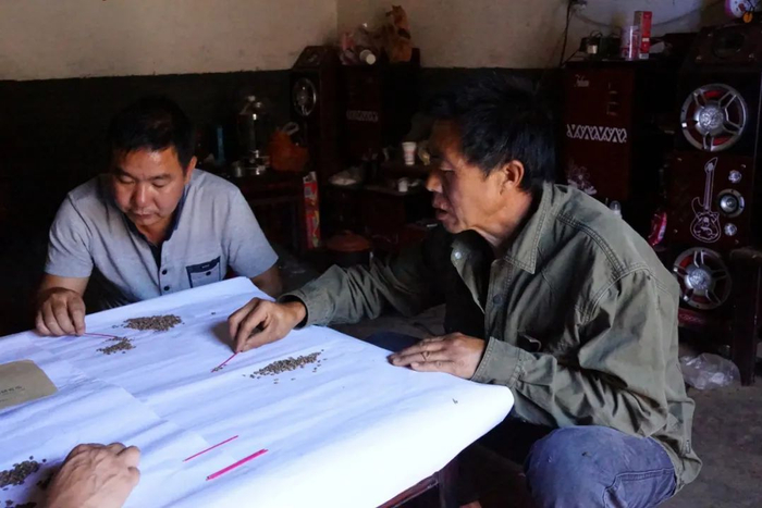 △付洪树（右）与工作人员一起挑选巧家五针松种子（资料图）