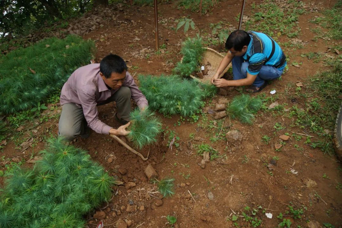 △付洪树（左）与工作人员一起开展巧家五针松人工繁育工作（资料图）