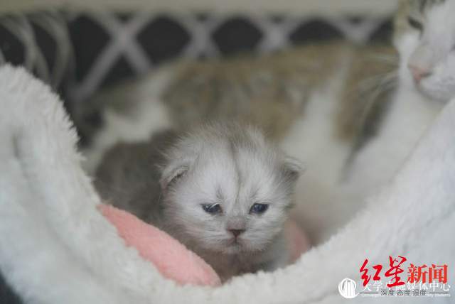 ▲幼崽“平安”