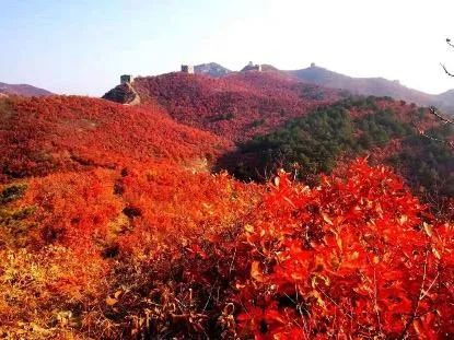 图为城子峪长城风光 张鹤珊 供图