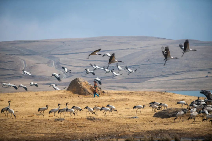 黑颈鹤在大山包大海子湿地飞翔、觅食。胡超 摄
