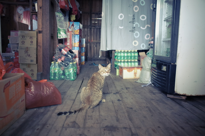 自从船坞里有了猫，就没老鼠了 &nbsp;时代周报记者黎广/摄