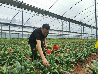何玉明在大棚内采摘非洲菊。图据内江日报