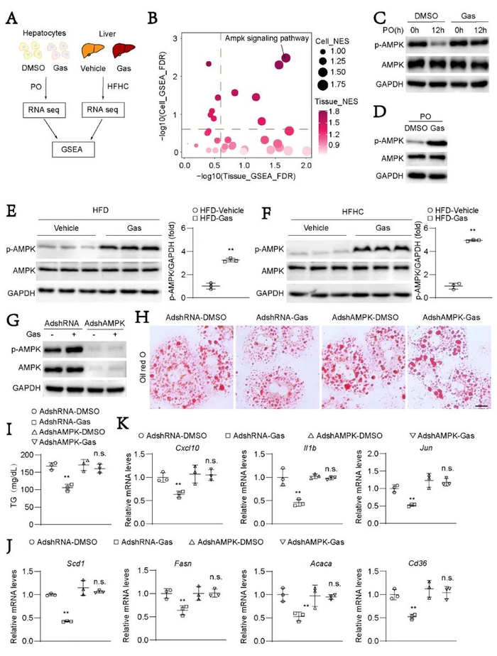 图2. 天麻素激活AMPK信号通路