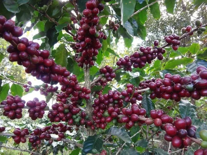 普洱市委宣传部供图