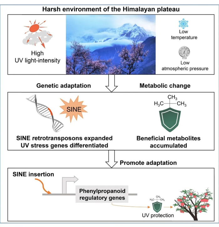 图1.青藏高原植物光核桃适应高海拔的遗传基础的模型。