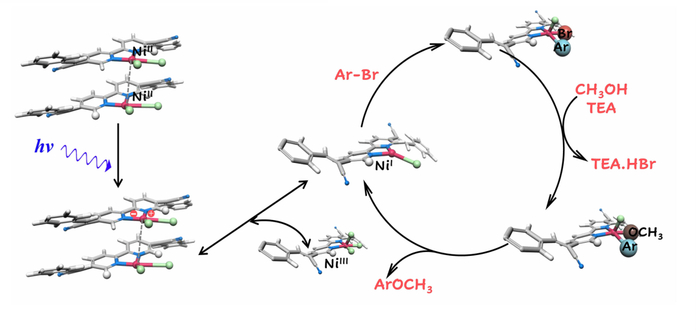 ▲图1. 基于光/镍协同催化反应示意图及机理推测