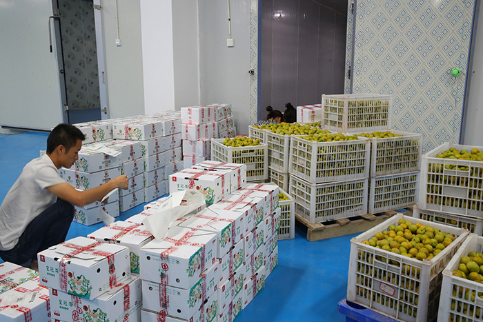 宣汉毛坝天坪村李子包装后邮发全国各地