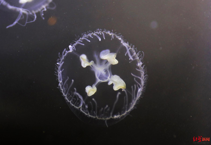 ↑带回馆里的桃花水母 赵力 摄