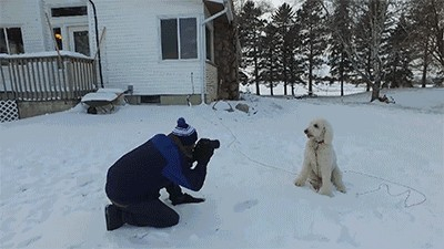 在户外玩耍和拍照的狗狗