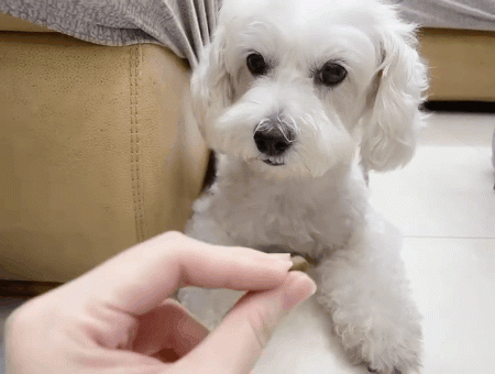 现在，毛茸茸的雪球团子vivi