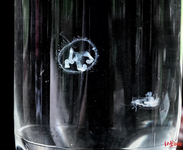 ↑桃花水母摄影王红强