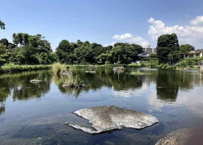 中国资本在熊本市内毗邻水前寺江豆子公园中，购买了一片土地（包含右侧别墅）。（图源：西日本新闻）