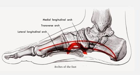 图2：足部的内、外侧纵弓，横弓