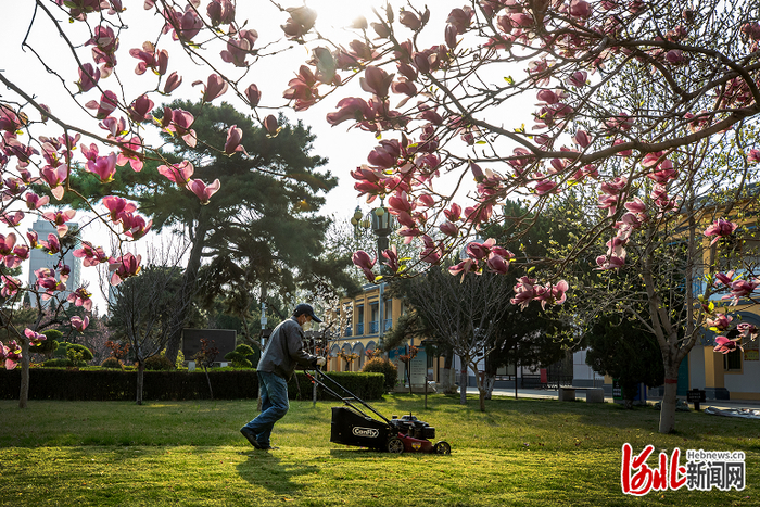 陵园工作人员正在修剪草坪，迎接第六届河北省旅发大会的到来。  通讯员刘伟摄