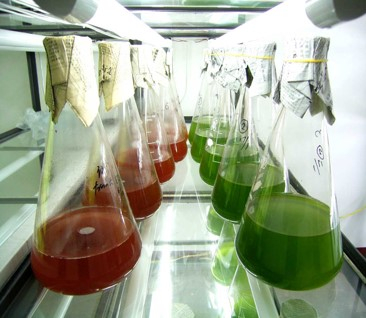 （小微藻大能量，图中为红球藻、螺旋藻）