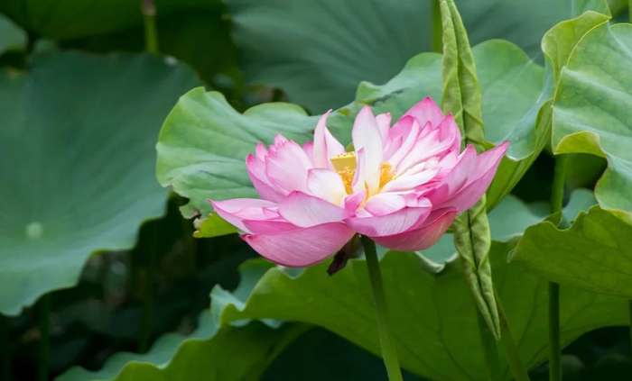 图源：“鹤庆新华银匠村”微信公众号