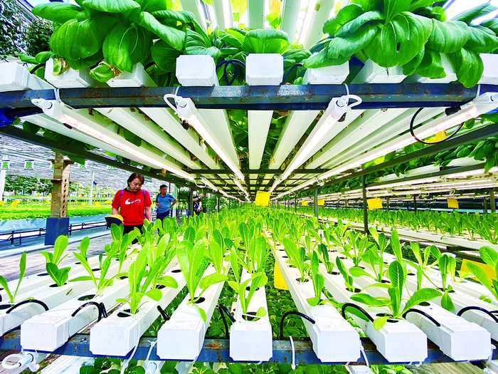 无土栽培展示区域。赵滨 摄