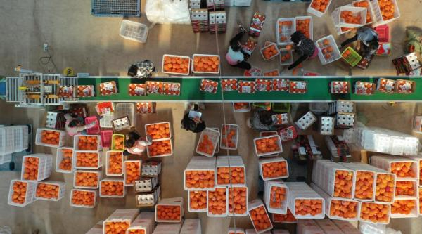 加快电商发展，提高全产业链效率，是会理石榴未来继续领先的关键。何浩 摄