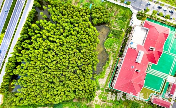 图说：上海外国语大学附属外国语学校松江云间小学和一片森林秘境为邻 新民晚报记者 孙中钦 摄（下同）