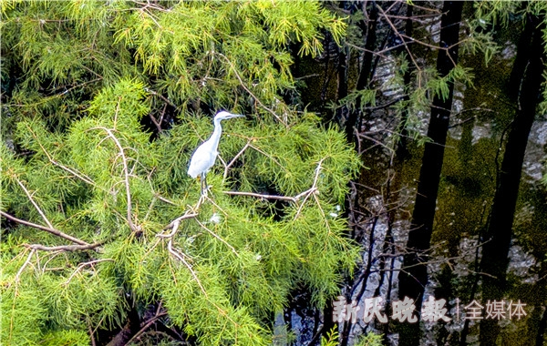 图说：湿地成为白鹭等多种野生鸟类的栖息地 