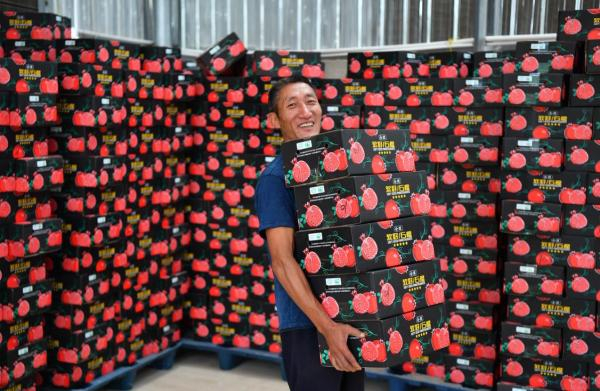 拼多多商家仓库发货现场，2020年会理石榴40%通过线上销售。何浩 摄