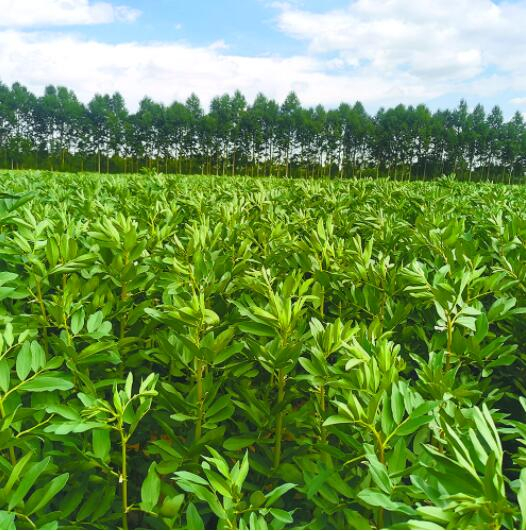 大田蚕豆。滕长才 摄