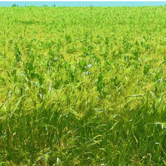 蚕豆混播。滕长才 摄