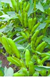 青海13号。滕长才摄