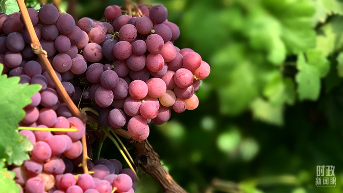 △“红地球”葡萄品种是郝家桥村的脱贫产业之一。（总台央视记者马超拍摄）