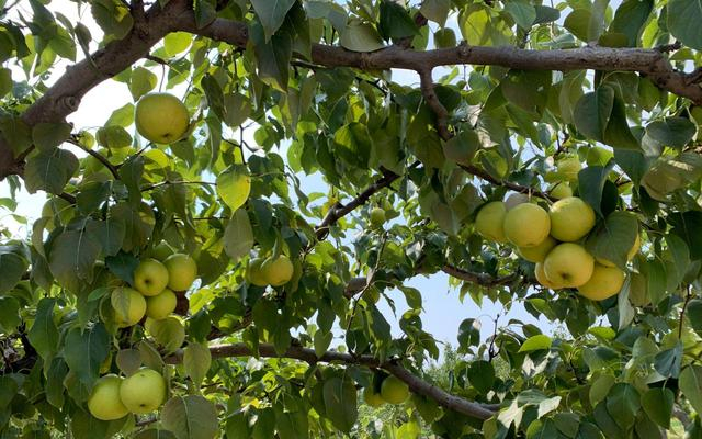 门头沟军庄镇的京白梨挂满枝头。新京报记者 杨亦静 摄