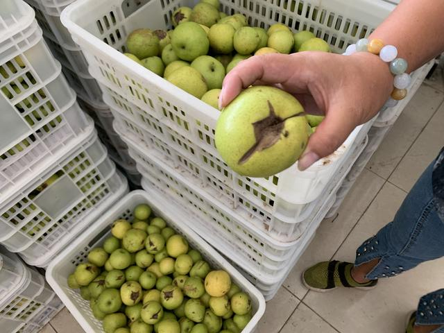 被冰雹打坏的梨，将被送去榨梨汁或做秋梨膏。新京报记者 杨亦静 摄