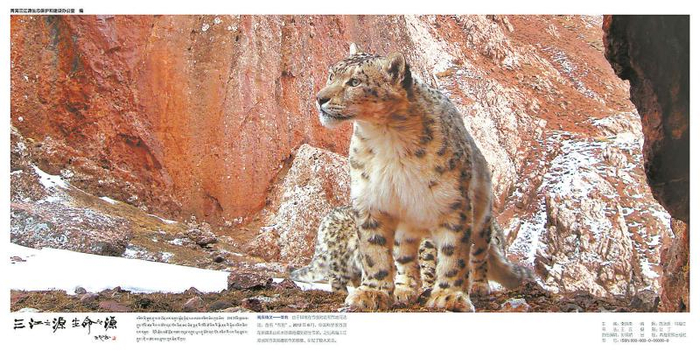 雪豹（让丁 摄）