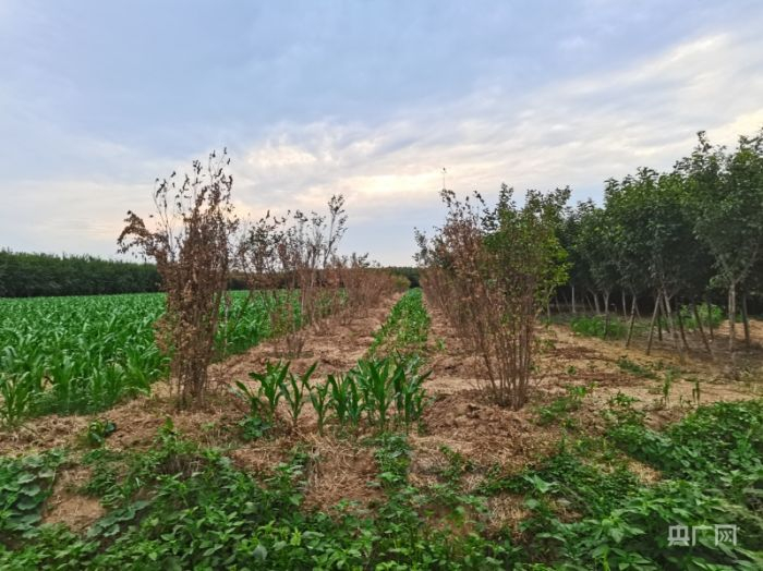 庄稼在园林“夹缝”中生存（央广网记者 汪宁 摄）